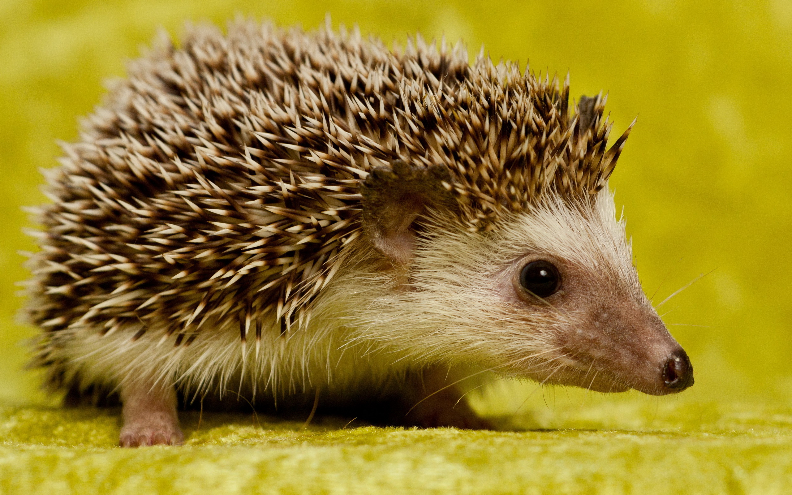 Cute-Hedgehog.jpg